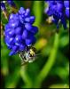 98856 – Photo : Josselyne Bayle – France (33)