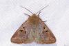 98334 – Photo : Diloba81 – France (81)