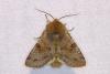 98397 – Photo : Diloba81 – France (81)