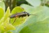 98562 – Photo : Patrick Le Mao – France (22)