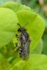 98508 – Photo : Patrick Le Mao – France (22)