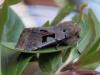 98811 – Photo : Dominique THAUVIN – France (45)