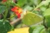 98133 – Photo : Philippe Burnel – Guadeloupe