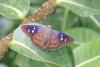98129 – Photo : Philippe Burnel – Guadeloupe
