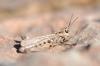 98135 – Photo : Olivier Vannucci – France (11)