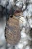 98877 – Photo : Christophe Quintin – France (21)