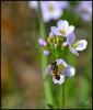 98926 – Photo : Josselyne Bayle – France (33)