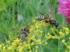 98661 – Photo : Annie Schaetzel – France (54)