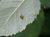 98756 – Photo : Corine Lundqvist – France (16)