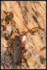 98859 – Photo : Jean-Philippe Sanquer – France (29)