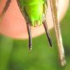 98922 – Photo : clovis – Serbie