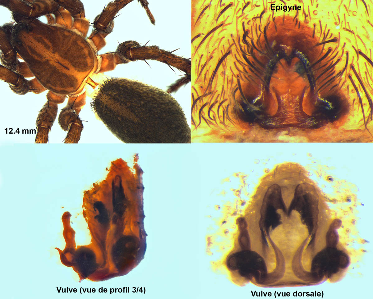 Pierre OGER - Trochosa hispanica - réf. 98628 (1200 x 960 pixels, 219 ko)