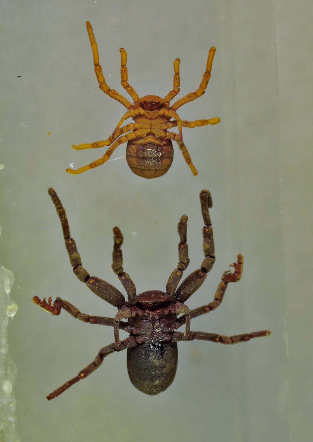 vanderbergh - Ricinoides sp. - réf. 98621 (1046 x 1476 pixels, 151 ko)