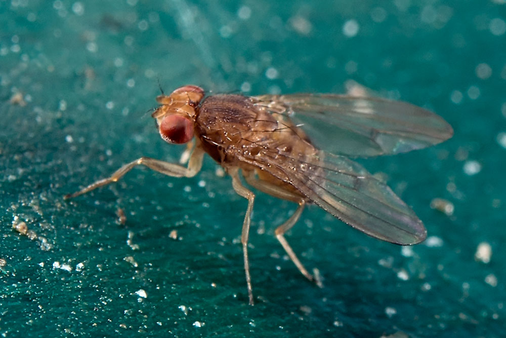 Eugène Vandebeulque - Drosophila sp. - réf. 98087 (1000 x 667 pixels, 123 ko)