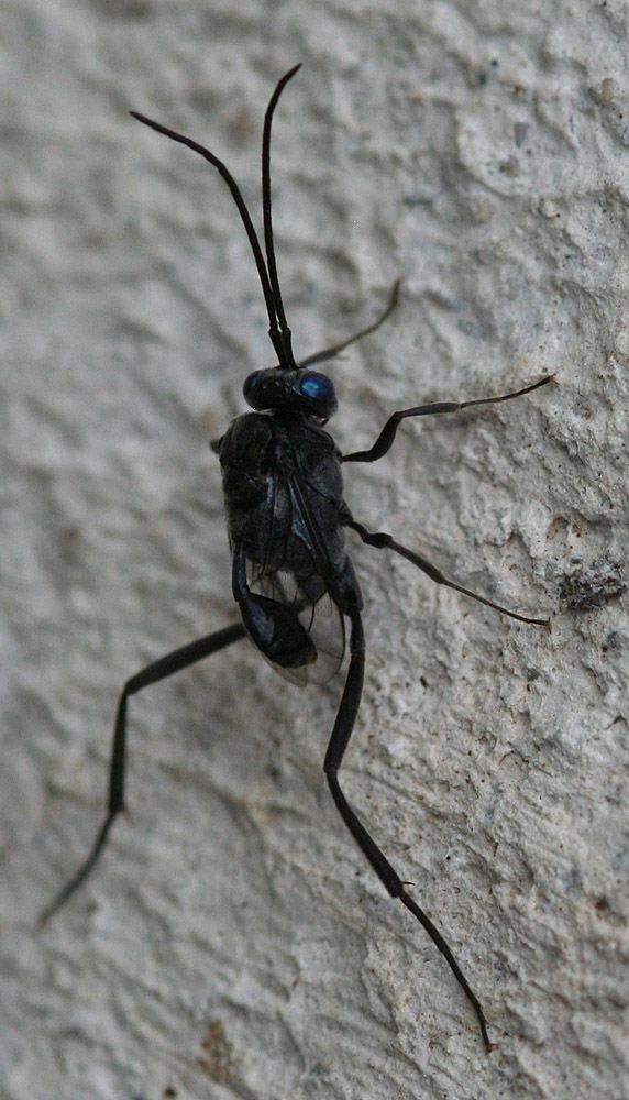 Arthropa - Benoit Martha - Evania appendigaster - réf. 98878 (572 x 1000 pixels, 187 ko)
