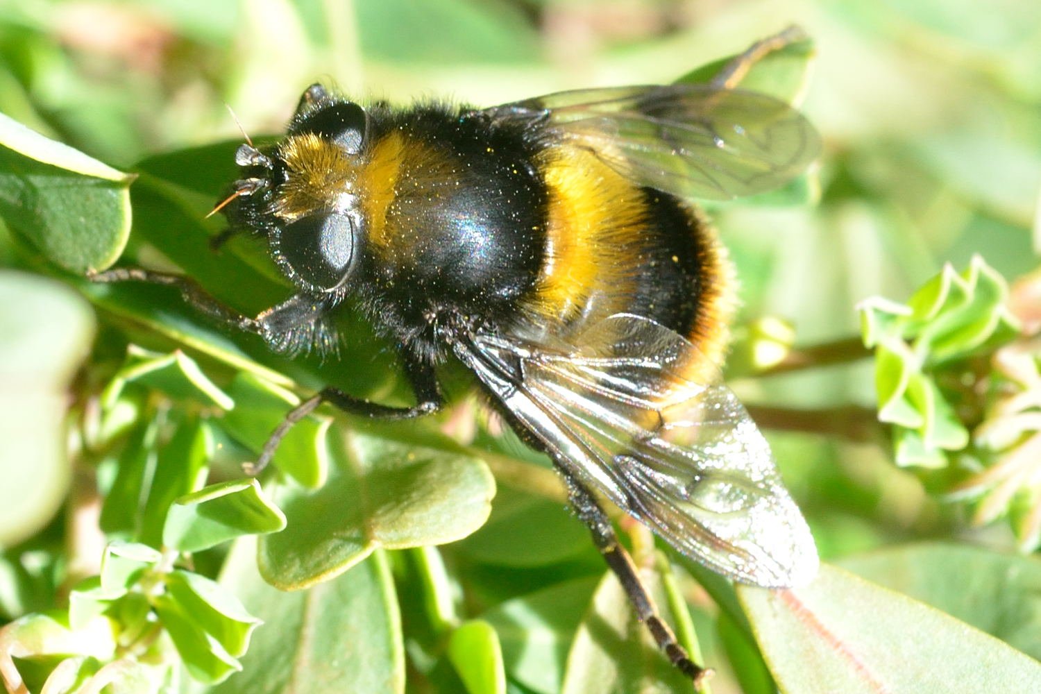 Fabricius - Mallota fuciformis - réf. 98807 (1500 x 1000 pixels, 216 ko)