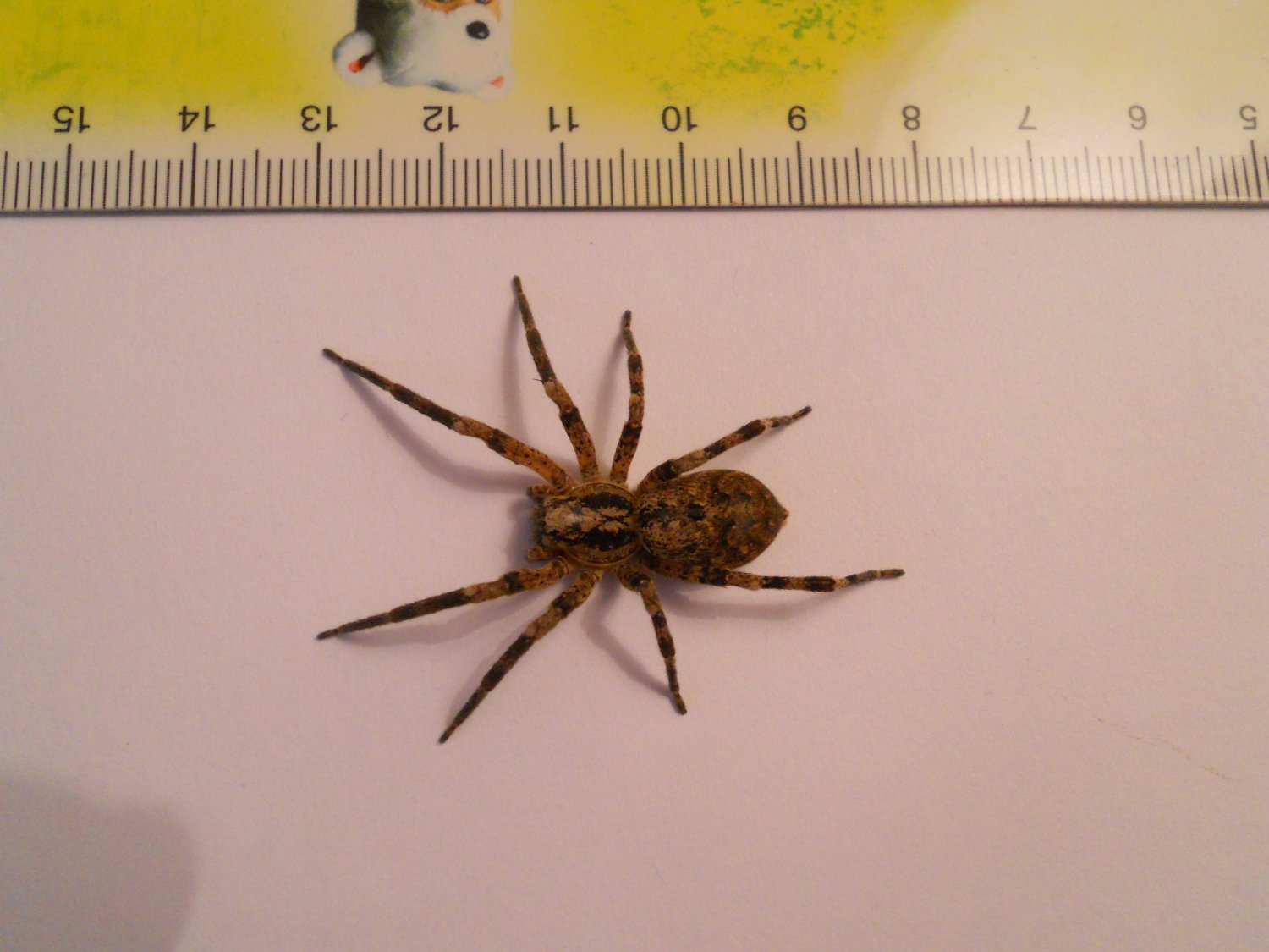 A Chaize - Zoropsis spinimana - réf. 98207 (1500 x 1125 pixels, 170 ko)