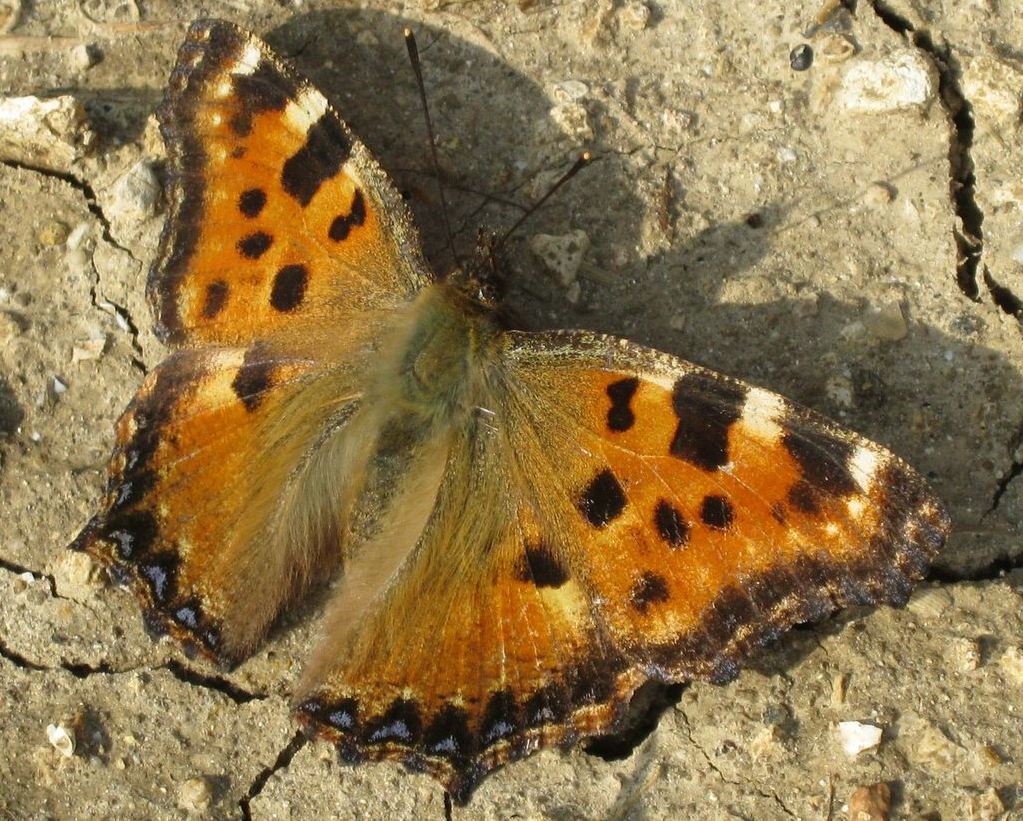Axel Dehalleux - Nymphalis polychloros - réf. 98591 (1023 x 821 pixels, 220 ko)