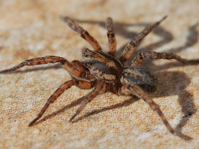 Canigou - Arctosa personata - réf. 98063 (800 x 600 pixels, 220 ko)