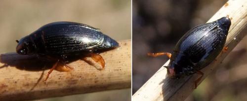 Gyrinus sp.