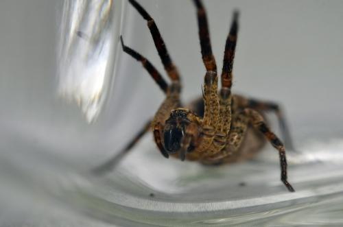 Zoropsis spinimana