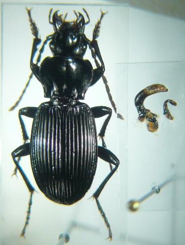 Pterostichus cristatus