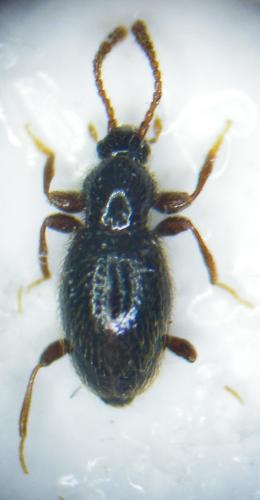 Stenichnus sp.