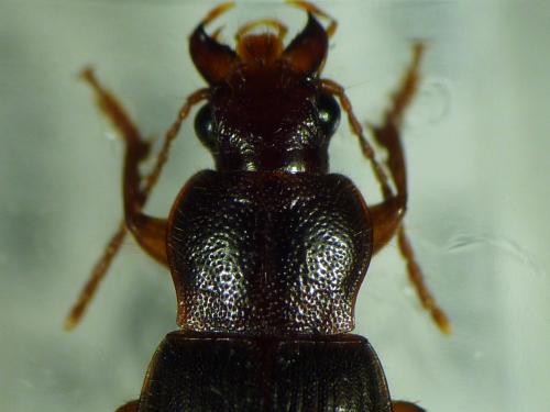 Ophonus puncticeps