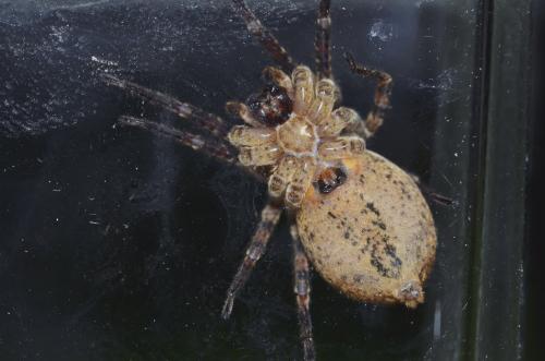 Réf. 99 531 : Zoropsis spinimana