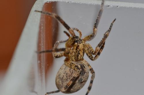 Zoropsis spinimana