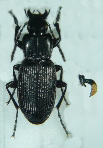 Pterostichus cribratus