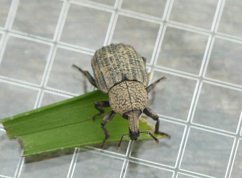 Minyops carinatus