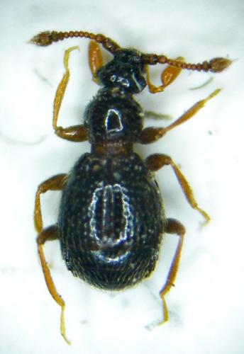Bryaxis sp.