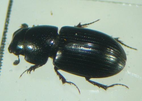 Liothorax plagiatus