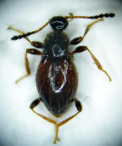 Réf. 99 469 : Euconnus rutilipennis