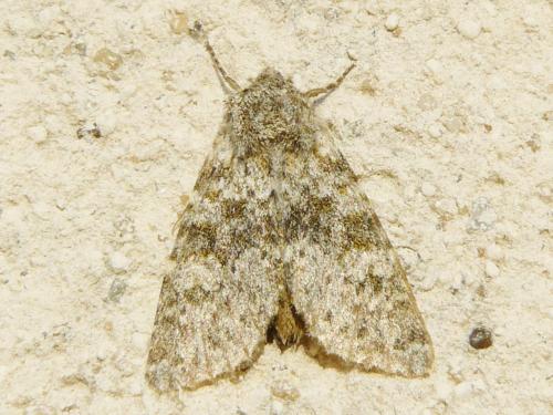 Polymixis flavicincta