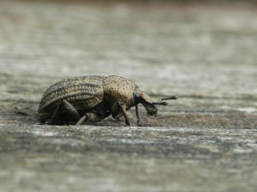 Minyops carinatus