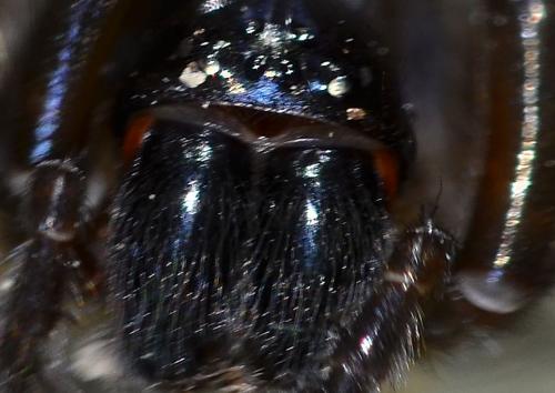 Amaurobius ferox
