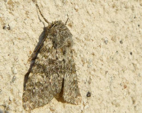 Polymixis flavicincta