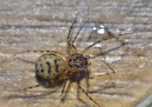 Réf. 99 984 : Scytodes thoracica