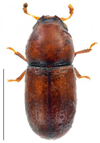 Réf. 99 025 : Cis lineatocribratus
