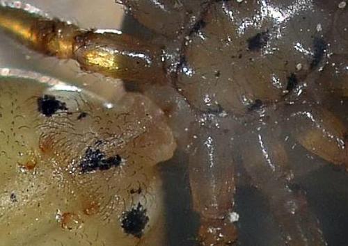 Scytodes thoracica