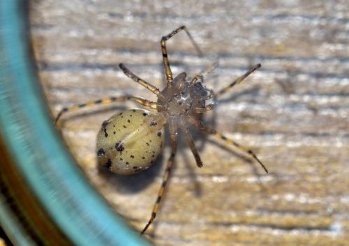 Réf. 99 987 : Scytodes thoracica
