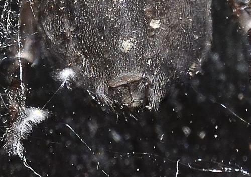 Amaurobius ferox