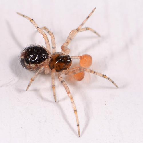 Sardinidion blackwalli