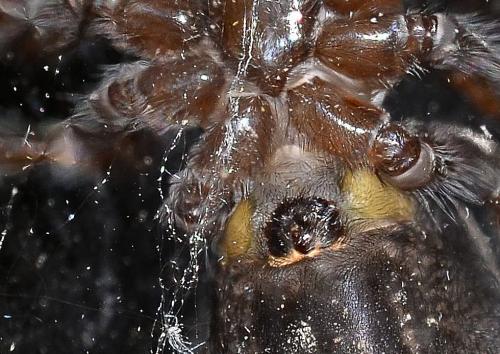 Amaurobius ferox