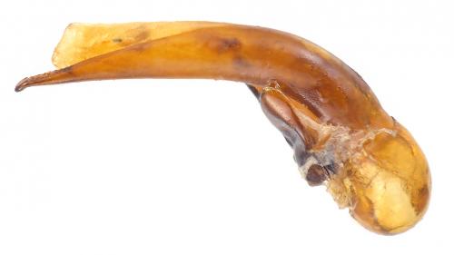 Ophonus rufibarbis