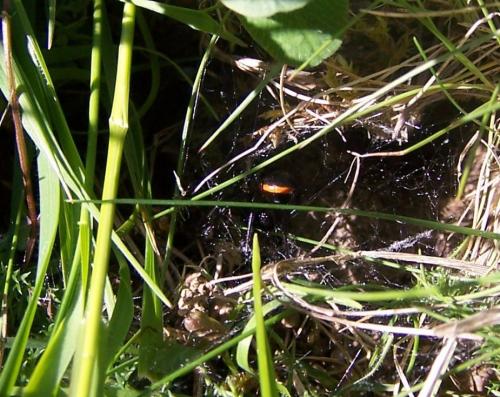 Steatoda paykulliana