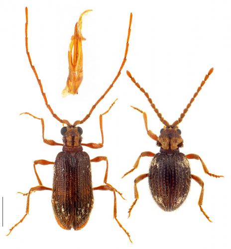 Réf. 99 542 : Ptinus bidens