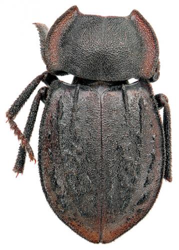 Asida ascoensis
